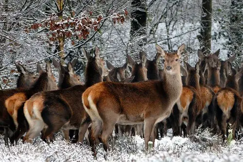 how do deers stay warm in winter
