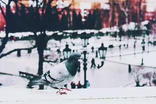 can birds stay warm in winter?