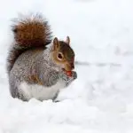 squirrels stay warm