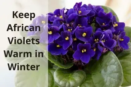 keep African violets warm in winter